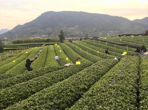 松阳茶叶市场在哪里