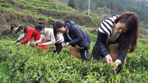 摘茶的小姑娘