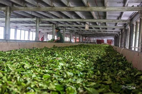 昆明茶叶批发市场