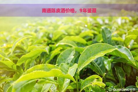 南通普洱茶叶总部招商电话