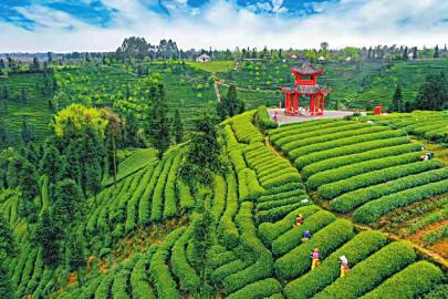 雅安茶叶批发市场