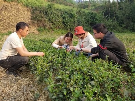 贵州茶叶产地分布