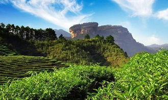 武夷山的茶叶山上有吗