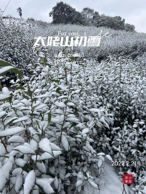 降雪压的茶叶是什么茶