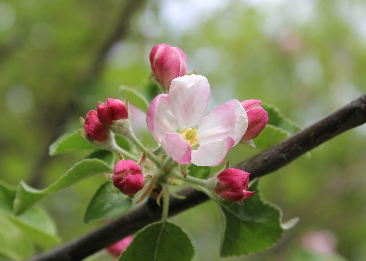 樱花唯美句子简短(关于樱花的唯美短句)